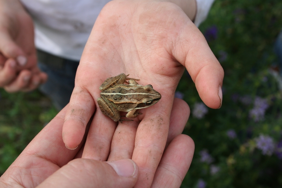 Hand leaf finger turtle