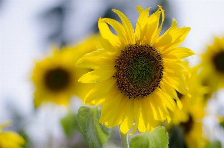 Nature outdoor blossom light Photo