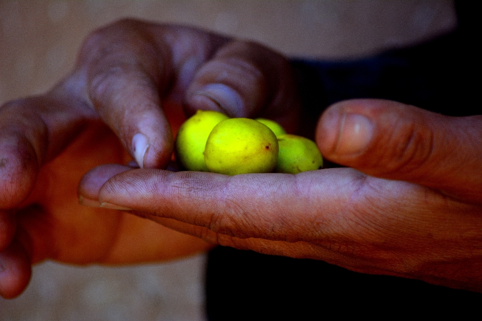 Hand apple plant fruit