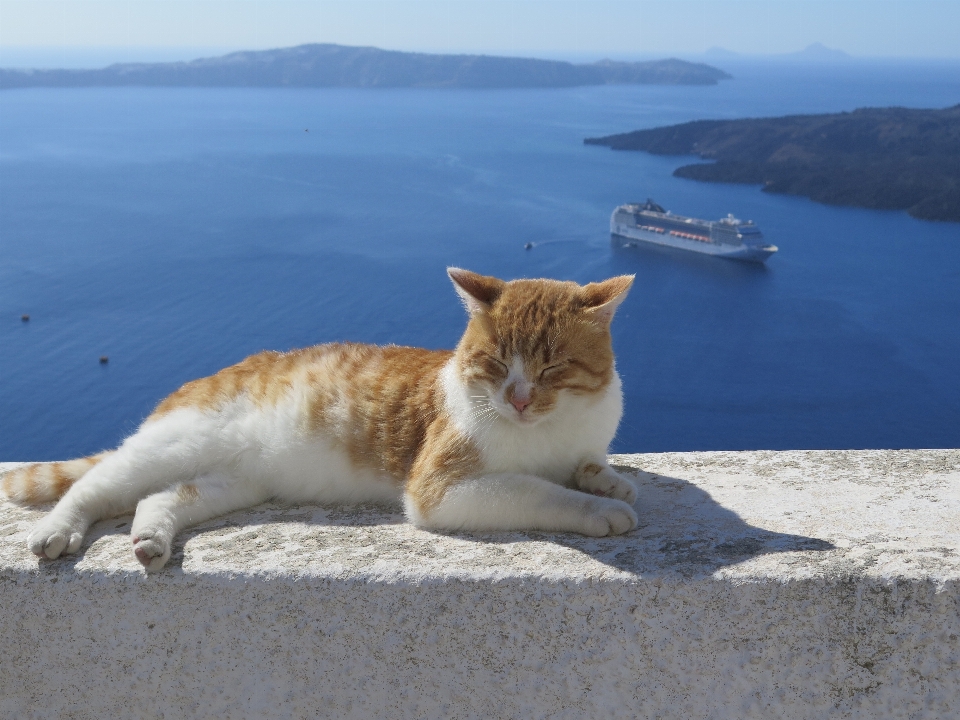 Mediterrâneo gato mamífero cruzeiro