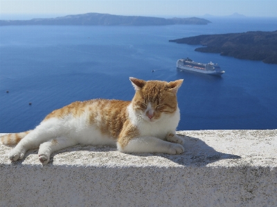 Mediterranean cat mammal cruise Photo