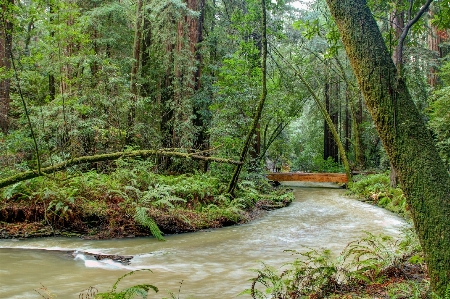 Landscape tree water nature Photo