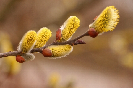 Nature branch blossom plant Photo