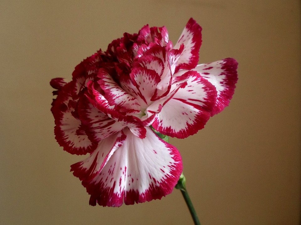 Blossom plant flower petal