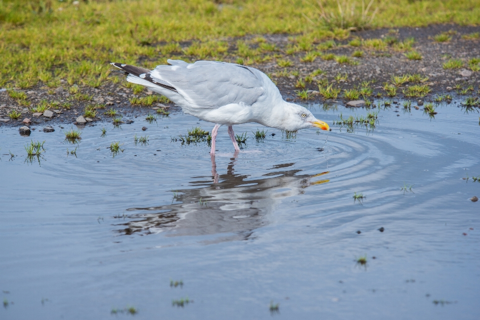 Plage extérieur oiseau aile