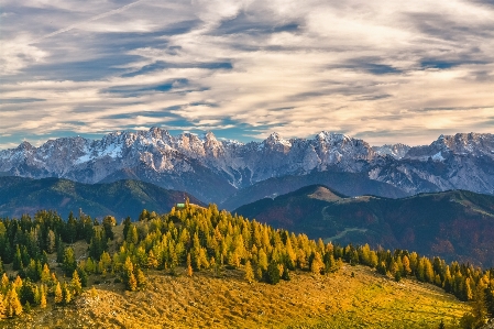 Landscape tree nature forest Photo