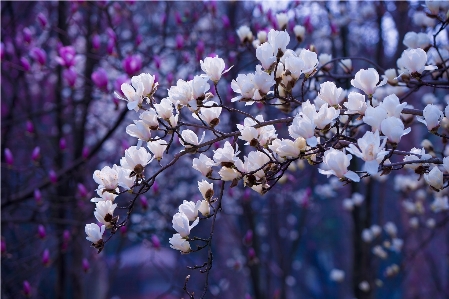 Tree nature branch blossom Photo