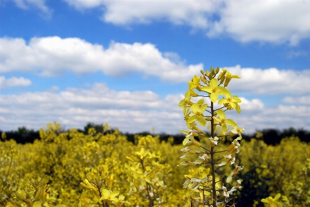 Landscape nature plant sky Photo