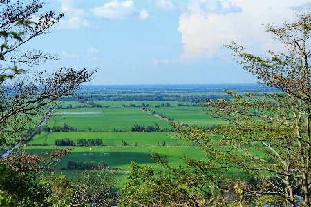 Landscape tree grass marsh Photo