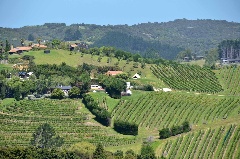 Paisaje viñedos campo granja