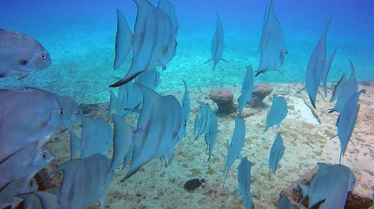 Sea water ocean diving Photo