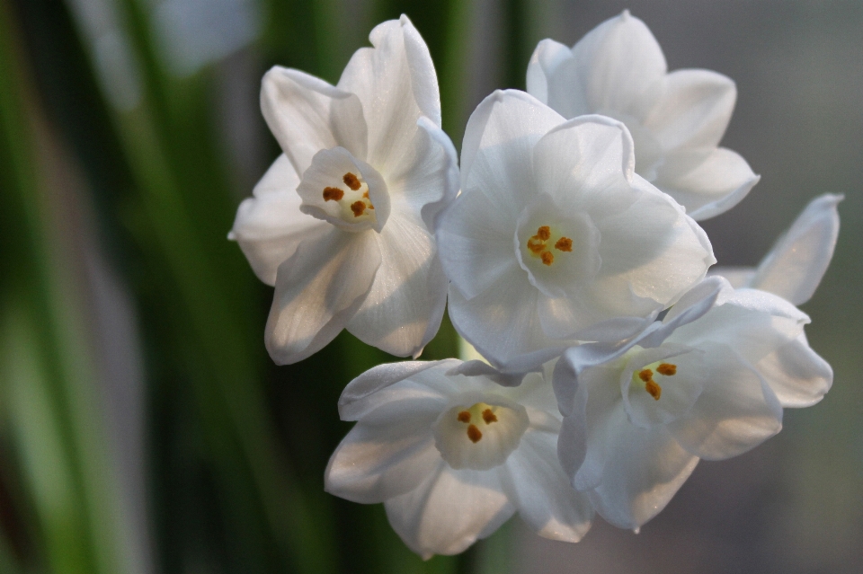 Natur blüte anlage blume