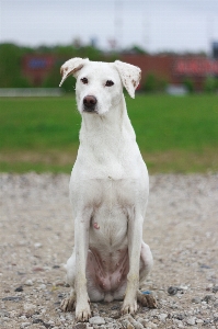 Puppy dog portrait sitting Photo