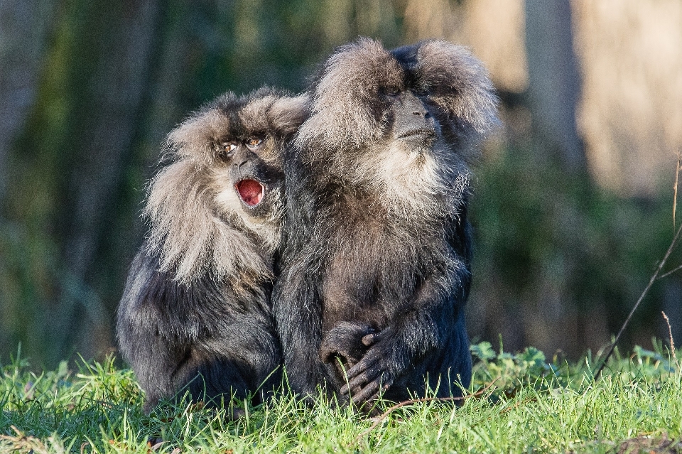 Natureza animais selvagens pelagem sentado