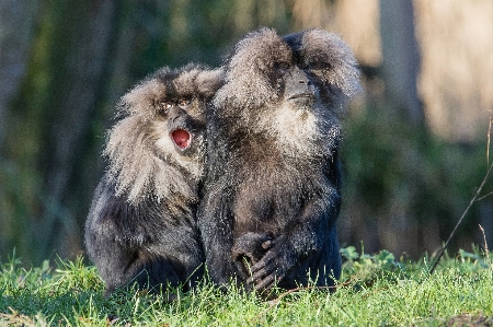 Foto Natura animali selvatici pelliccia seduta