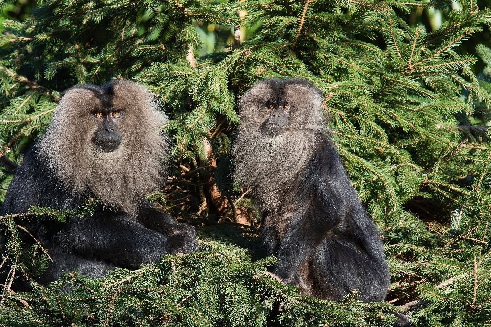 Natur tierwelt zoo fell