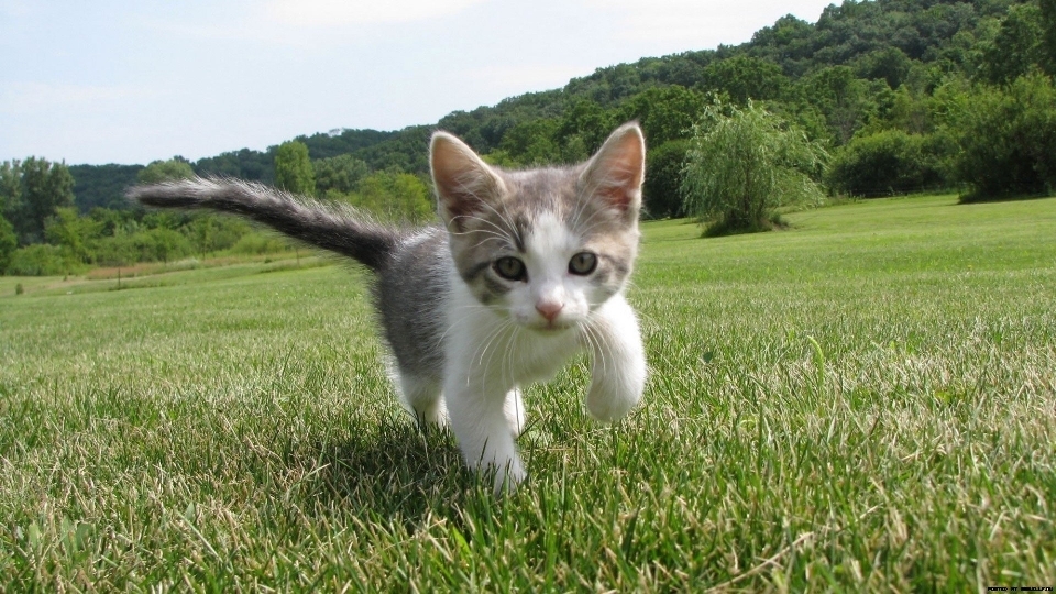 Grass running cute fur