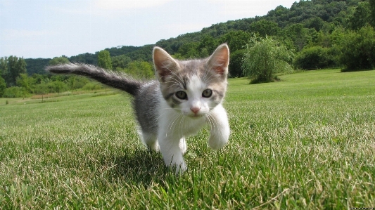 Grass running cute fur Photo