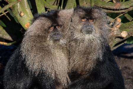 Foto Natura animali selvatici zoo pelliccia