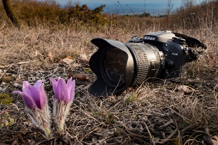 Nature grass plant camera Photo