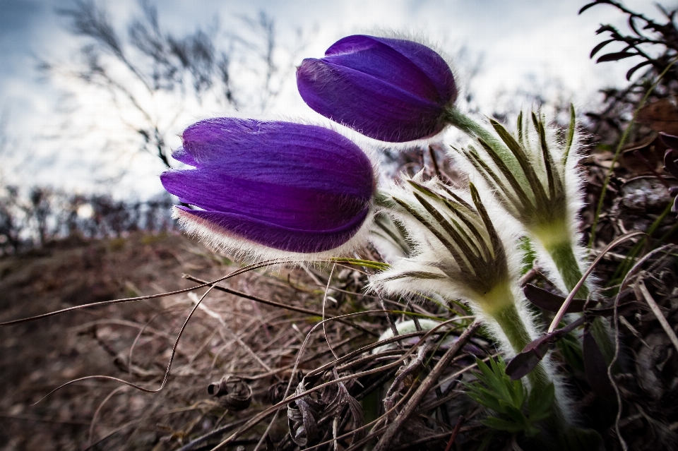 Nature usine fleur pétale