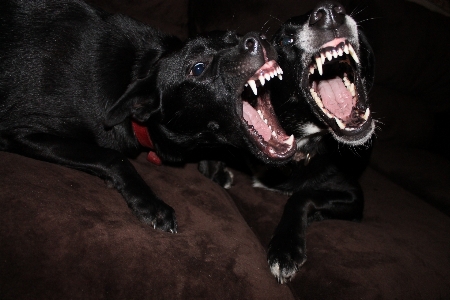 Foto Cane animale domestico mammifero cani