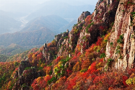 Landscape tree outdoor rock Photo