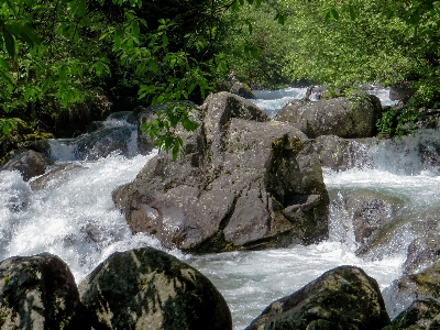 Landscape water nature forest Photo