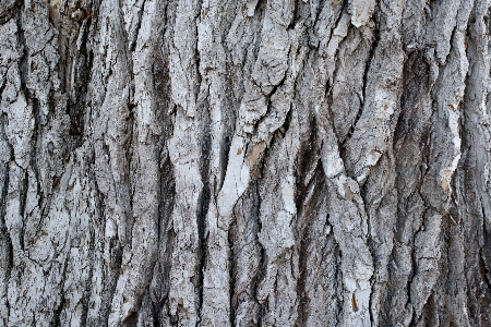 Tree nature branch plant Photo