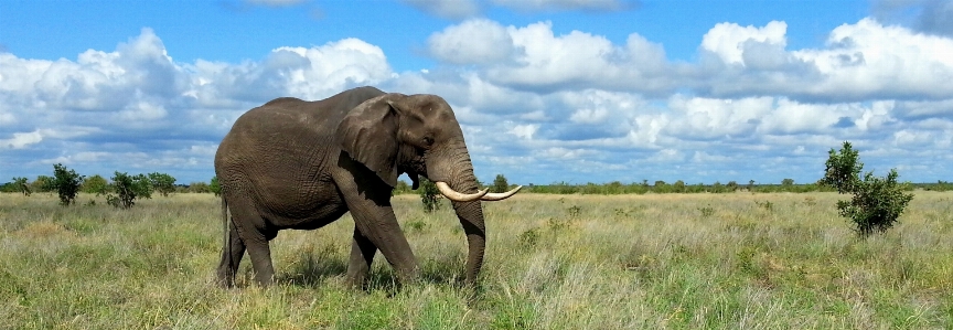 Meadow prairie adventure wildlife Photo