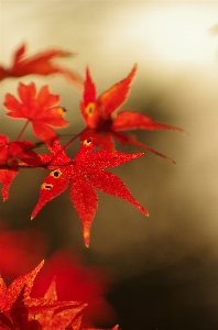 Photo Paysage arbre bifurquer fleurir