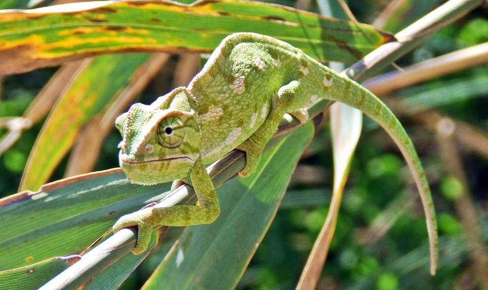 Natura oddział pieszy zwierzę