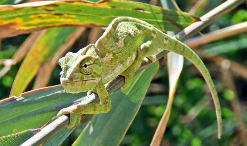 Foto Natureza filial andando animal