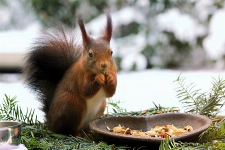 Foto Inverno animal animais selvagens mamífero