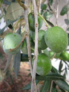 木 自然 ブランチ 植物 写真