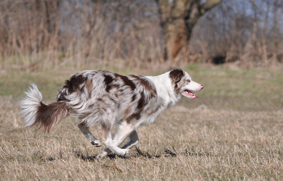 Circulation chien engrenage mammifère