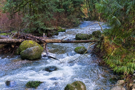 Water nature forest rock Photo