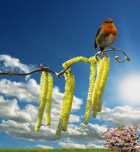 Nature branch blossom bird Photo