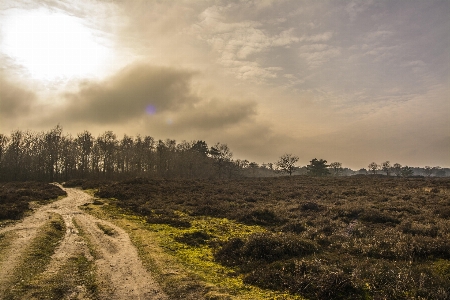 Landscape tree nature forest Photo