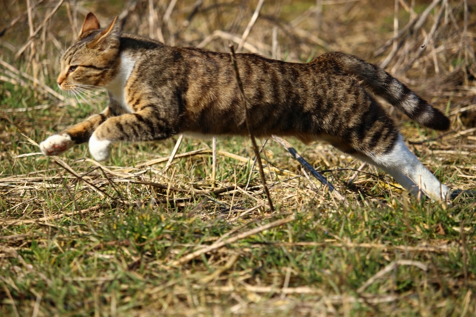 Grama pular animais selvagens gatinho