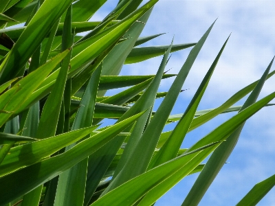 Tree nature grass branch Photo