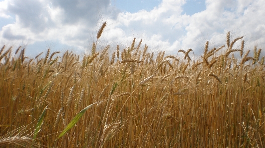 Grass plant field meadow Photo