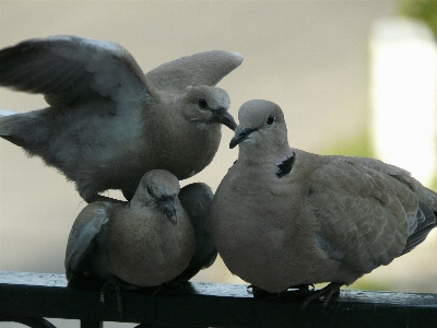 Nature bird seabird wildlife Photo