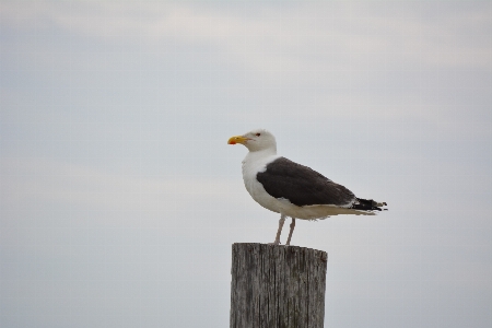 Foto Laut burung sayap langit