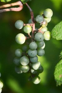 Nature branch plant grape Photo