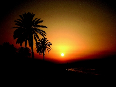 Tree horizon silhouette light Photo