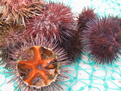 Female mediterranean biology seafood Photo