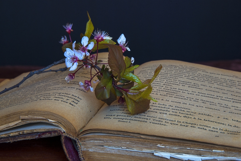 Book read flower old