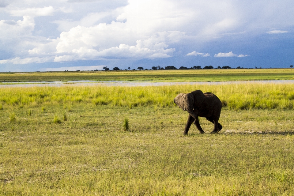 Landschaft natur gras sumpf
