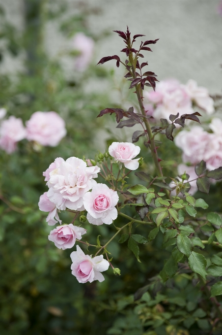 Natur zweig blüte anlage